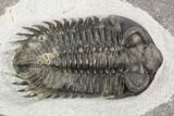 Coltraneia Trilobite Fossil - Huge Faceted Eyes #125238-5